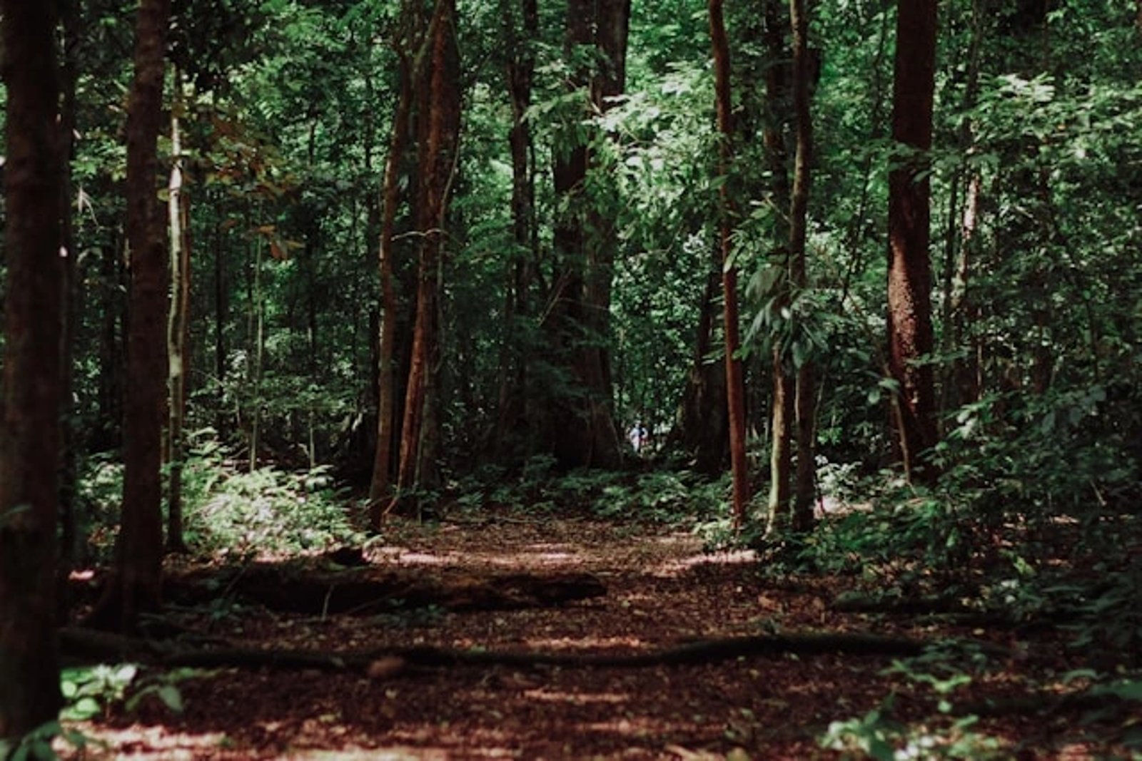 Waldweg, der durch dichten Wald führt – ideal für entspannte Spaziergänge mit Hund