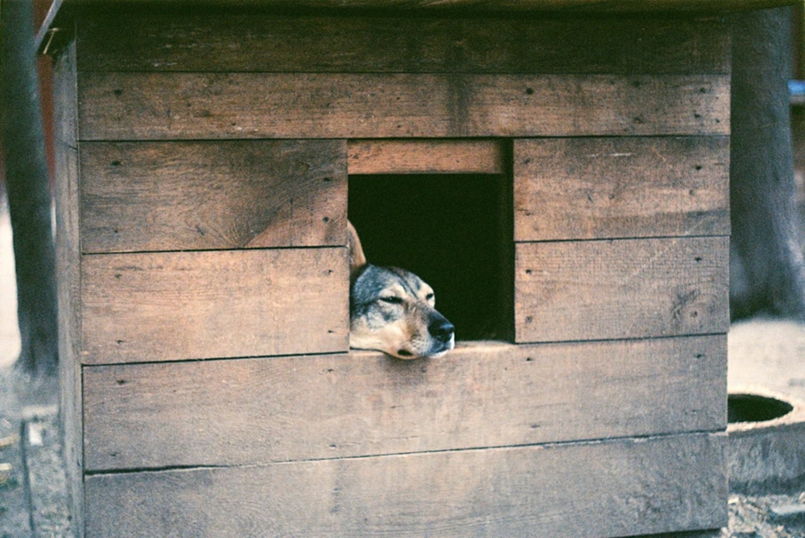 Hund liegt entspannt zu Hause – häuslicher Umgang mit dem Hund