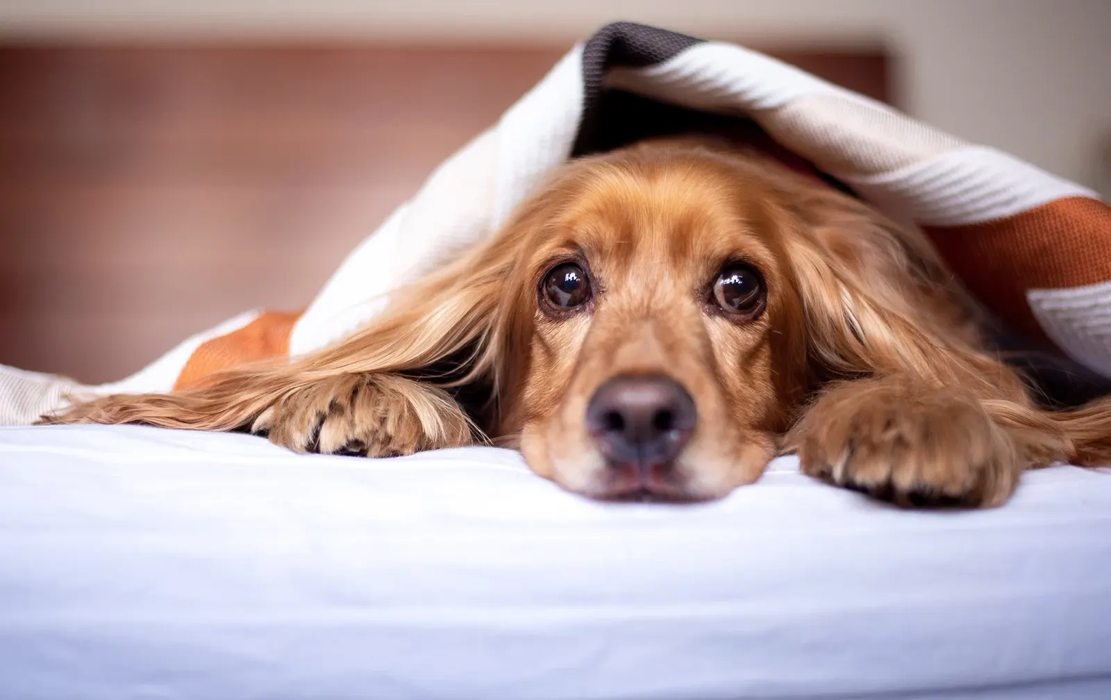 Ängstlicher Hund liegt unter einer Decke auf dem Bett, seinem Rückzugsort an Silvester
