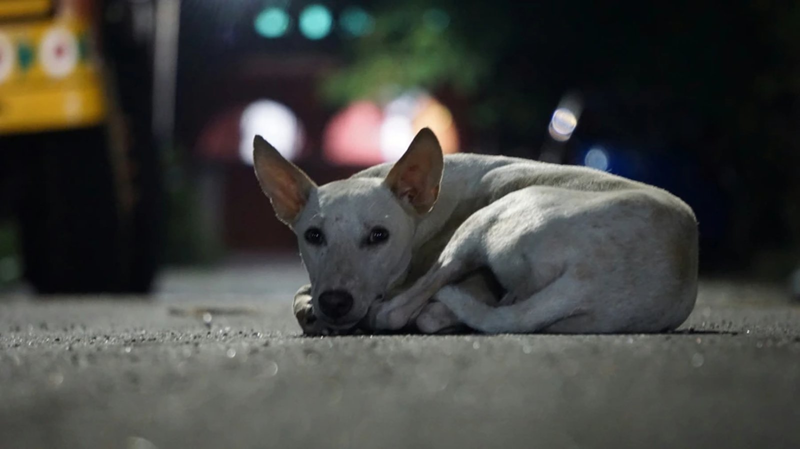Mehrere Hunde – aktuelle Nachrichten aus der Hundewelt