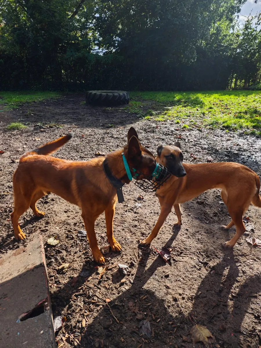 Hund mit Maulkorb bei einer entspannten Begegnung mit einem anderen Hund auf dem Hundeplatz