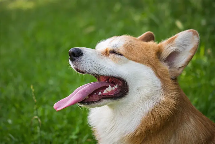 Corgi hechelt mit weit nach hinten gezogenen Maulwinkeln und heraushängender Zunge auf einer Wiese