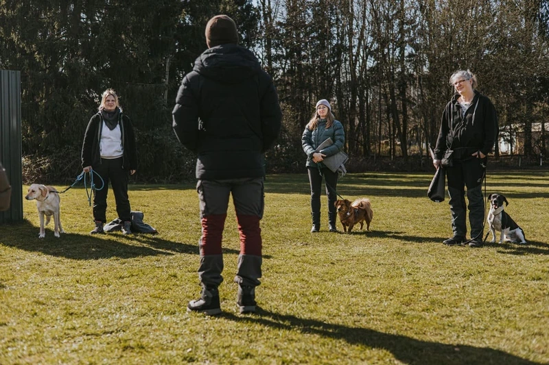 Gruppentraining Hundeschule Kiel Altstadt