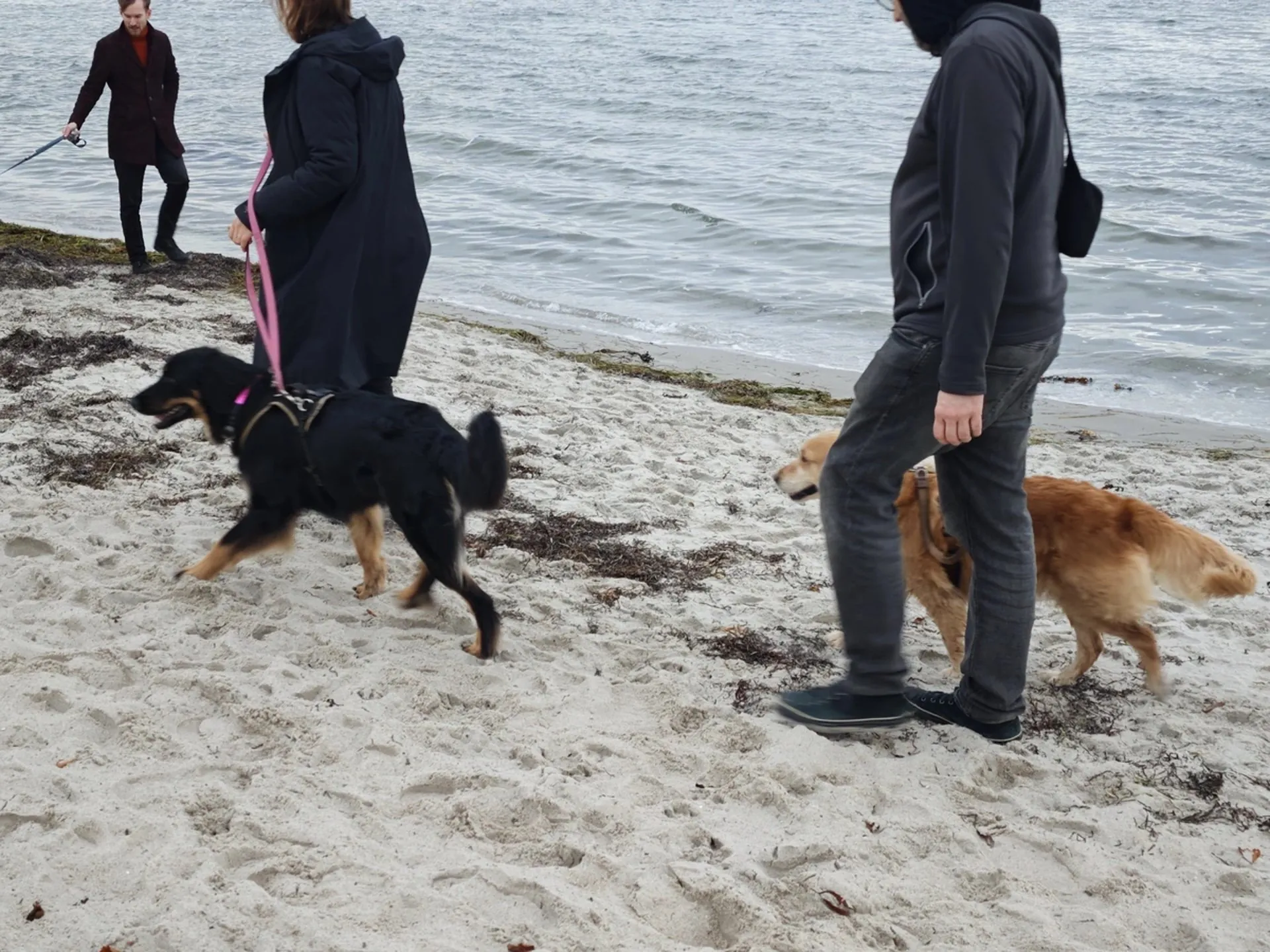 Hundeschule am Strand in Eckernförde