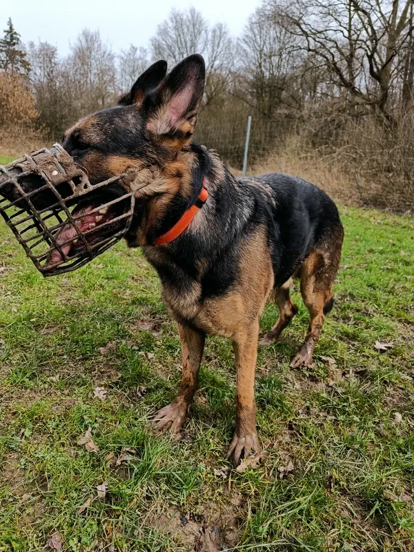 Schäferhund mit Maulkorb, Problemverhalten gezielt angehen