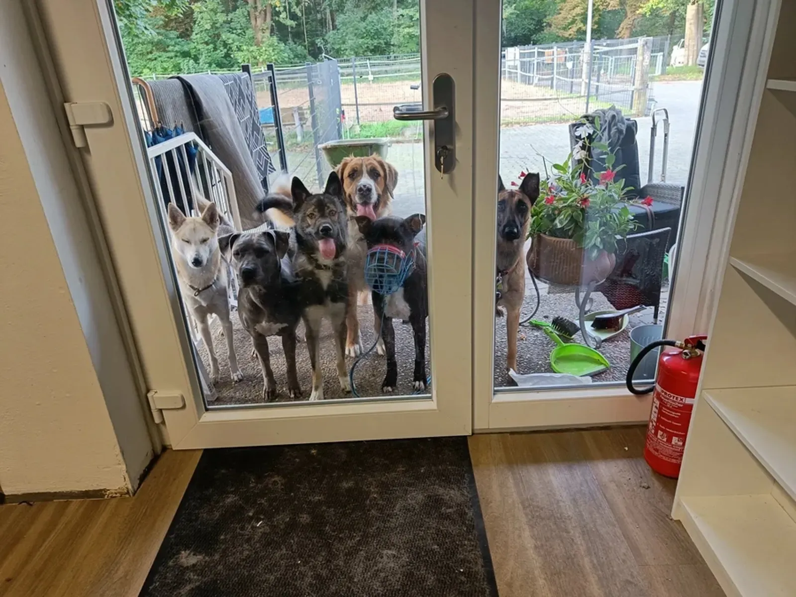 Hundeschule Neumünster