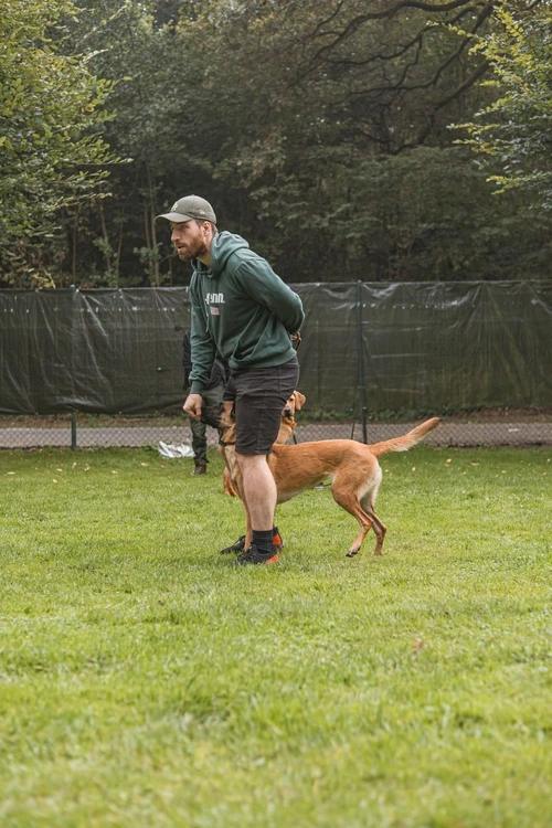 Hundetraining in Kiel an der Förde