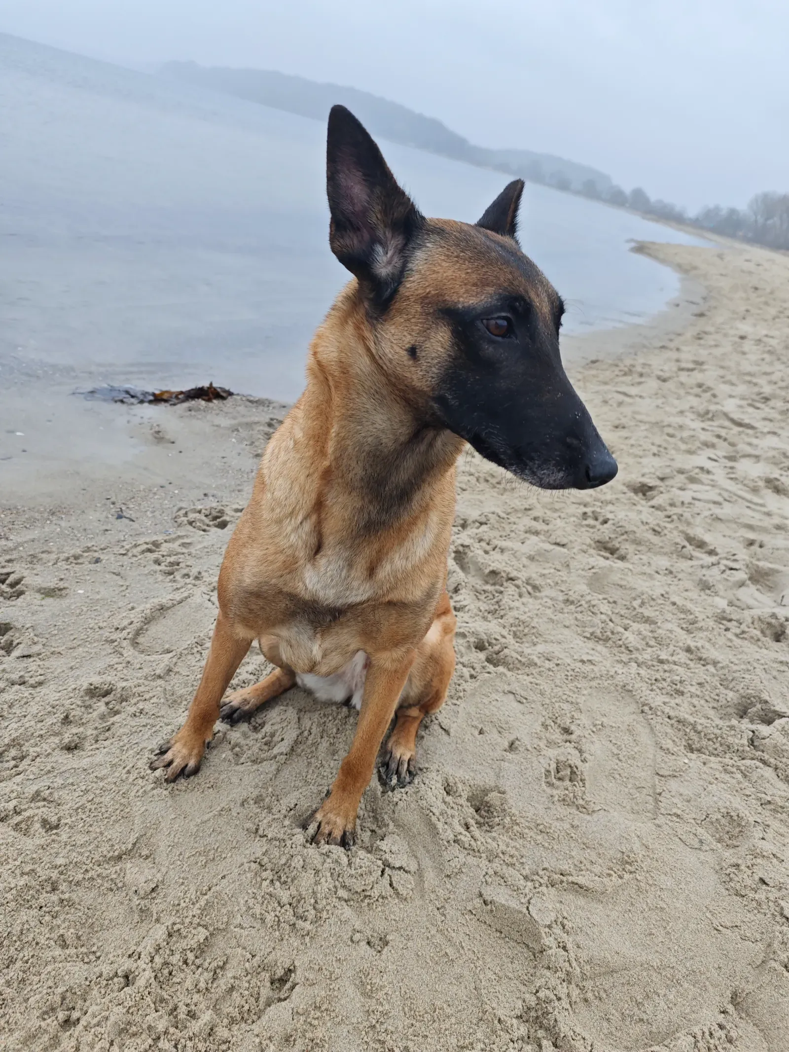 Suka, Malinois am Strand